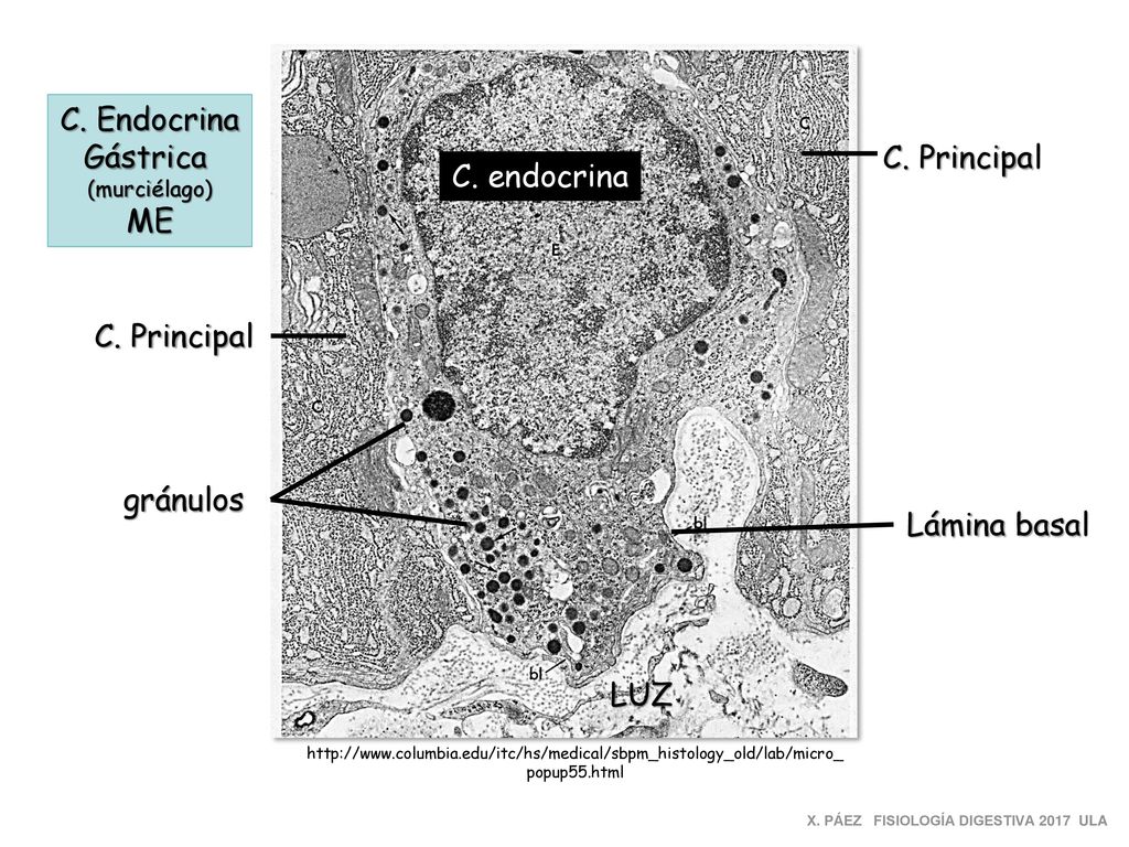 C. Endocrina Gástrica C. Principal ME C. endocrina C. Principal