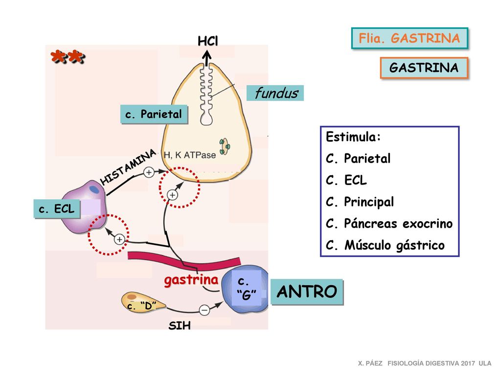 * * ANTRO fundus gastrina Flia. GASTRINA HCl GASTRINA Estimula: