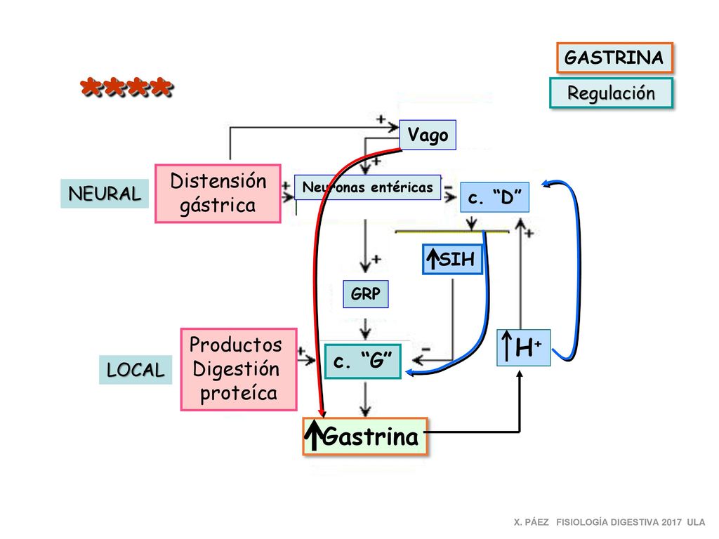 **** H+ Gastrina Distensión gástrica Productos Digestión c. G
