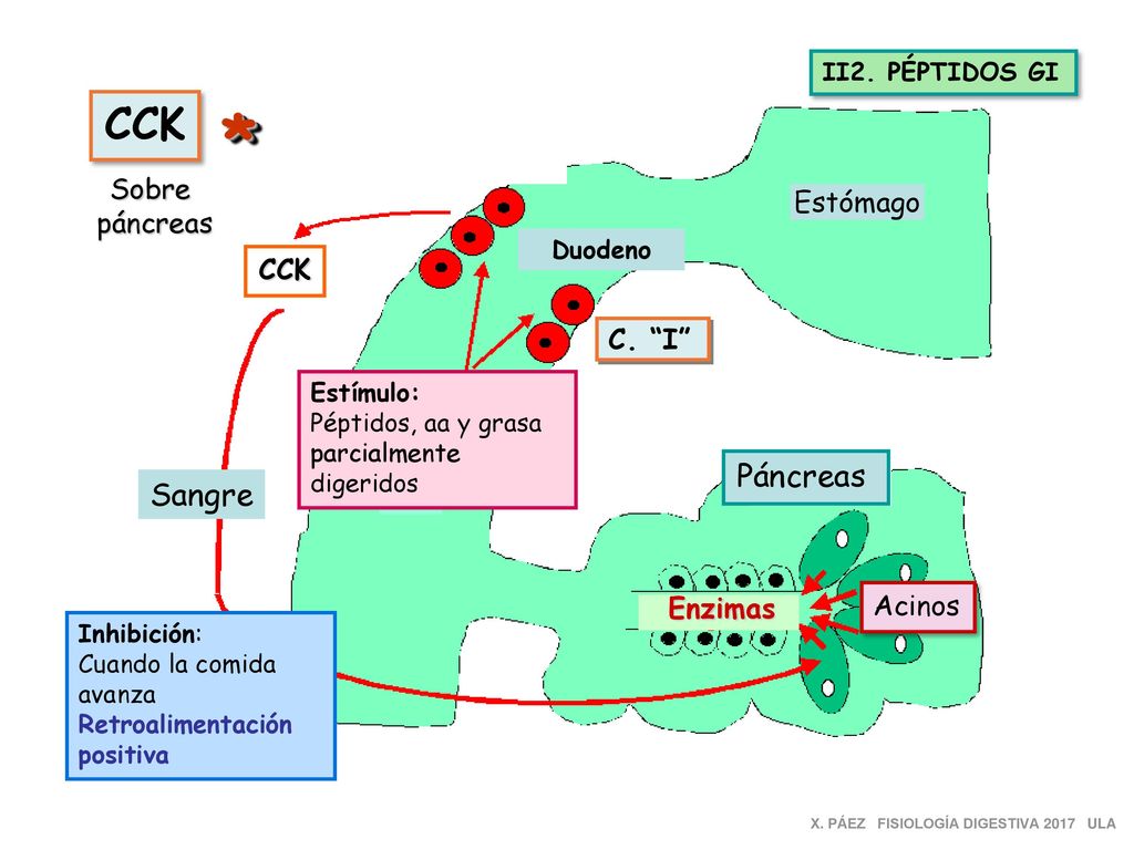 * CCK Páncreas Sangre Sobre páncreas Estómago CCK C. I Enzimas