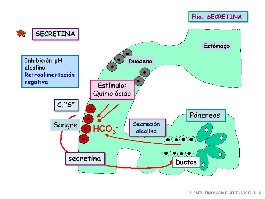 * Páncreas Sangre secretina SECRETINA Estímulo: Quimo ácido C. S