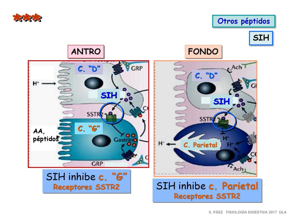 *** SIH inhibe c. G SIH inhibe c. Parietal SIH ANTRO FONDO SIH SIH