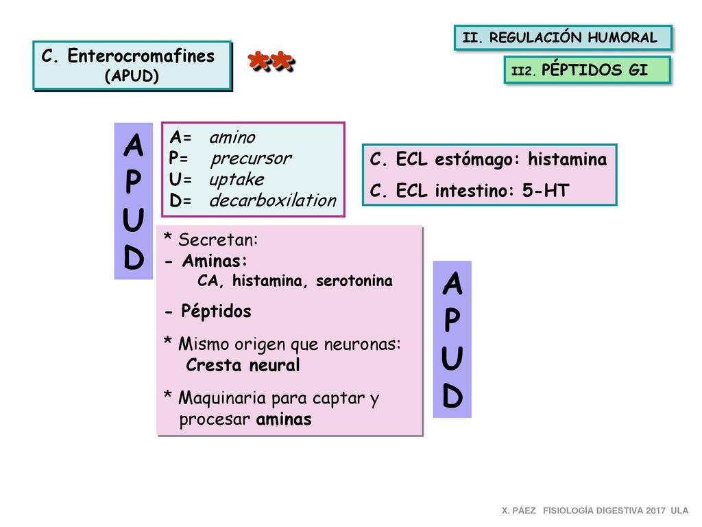 ** A P U D A P U D C. Enterocromafines A= amino P= precursor U= uptake