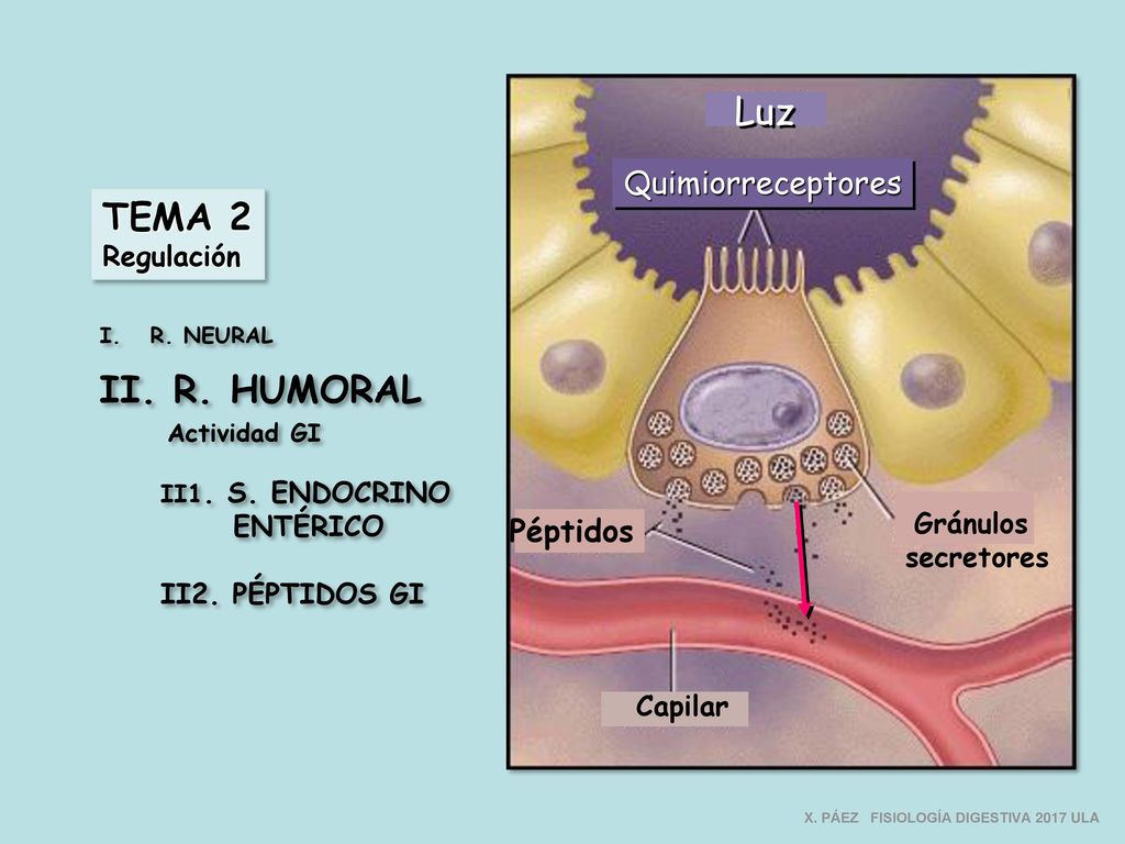 Luz TEMA 2 II. R. HUMORAL Quimiorreceptores Actividad GI Péptidos