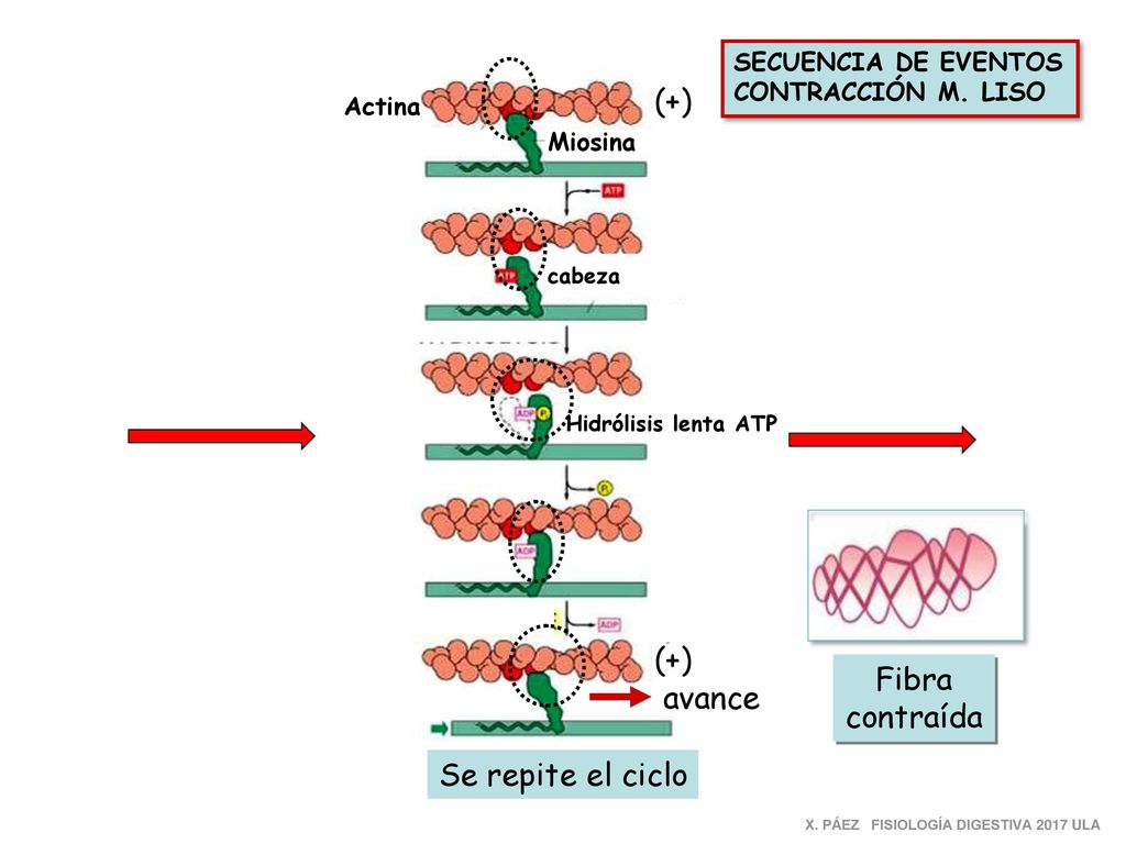 (+) (+) Fibra contraída avance Se repite el ciclo SECUENCIA DE EVENTOS
