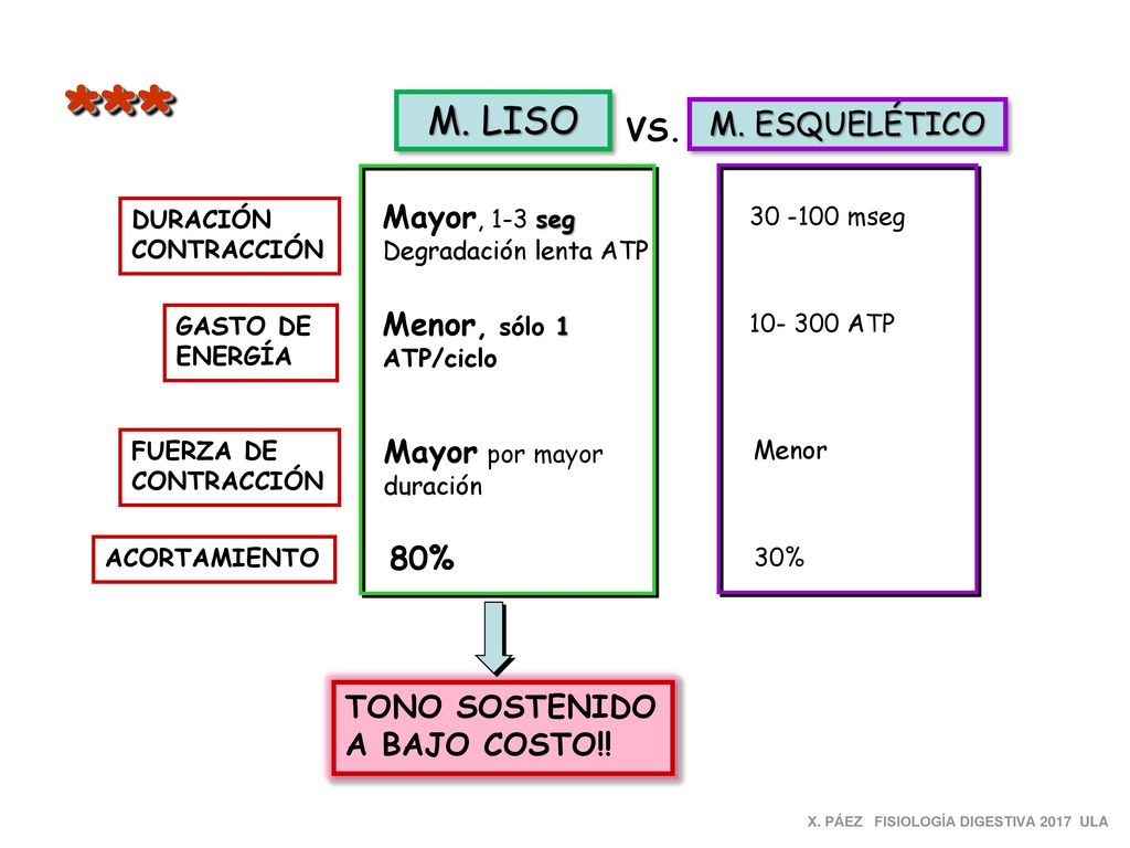 *** M. LISO M. ESQUELÉTICO VS. Mayor, 1-3 seg Menor, sólo 1 ATP/ciclo