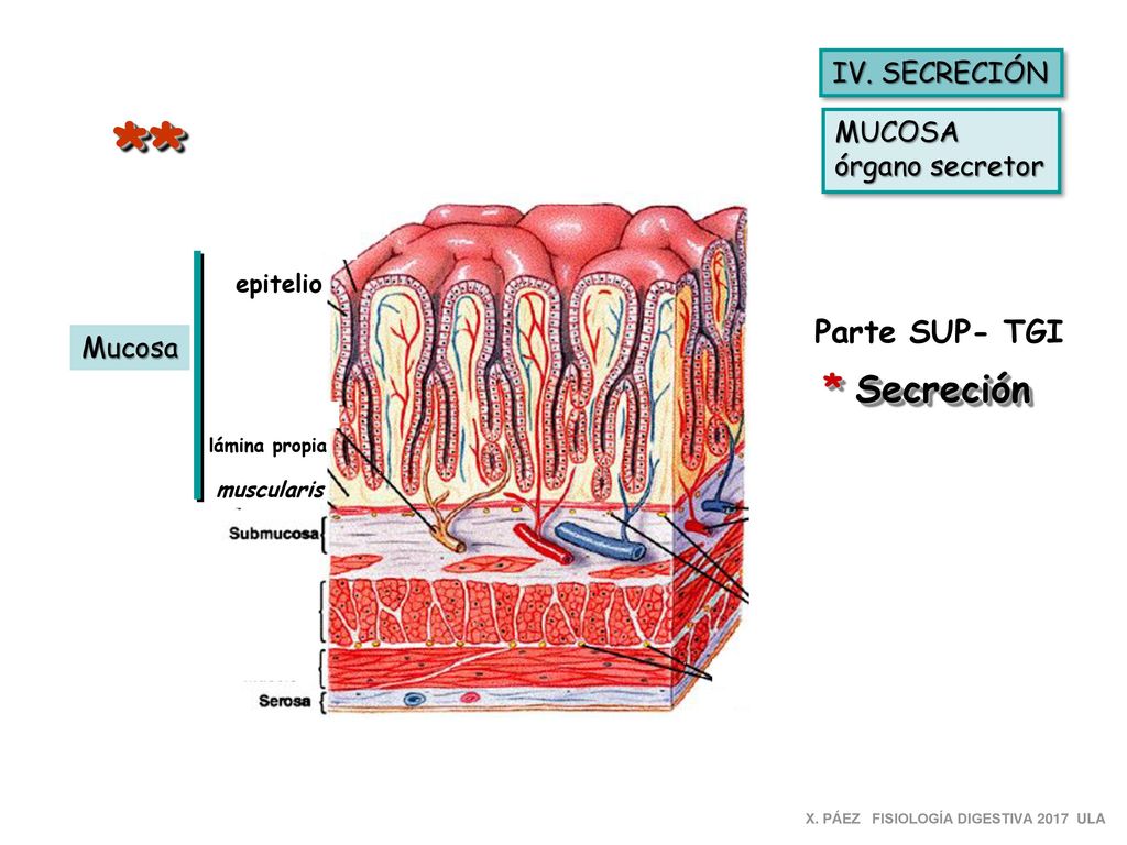 ** * Secreción Parte SUP- TGI IV. SECRECIÓN MUCOSA órgano secretor