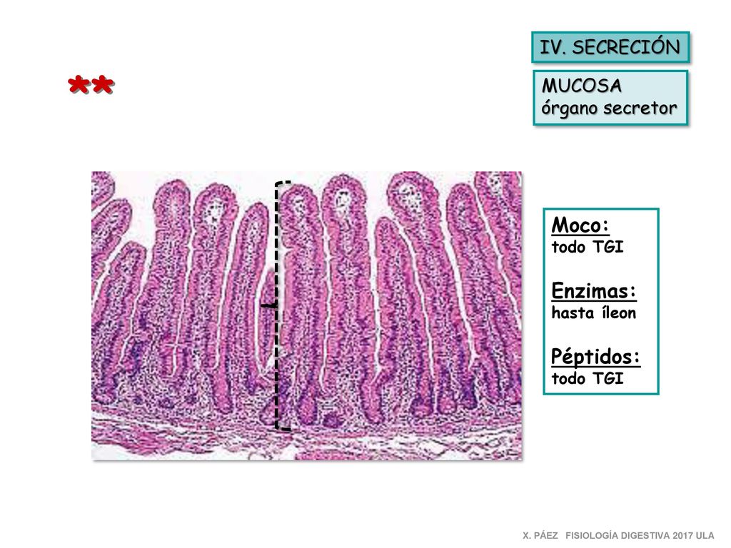 ** Moco: Enzimas: Péptidos: IV. SECRECIÓN MUCOSA órgano secretor