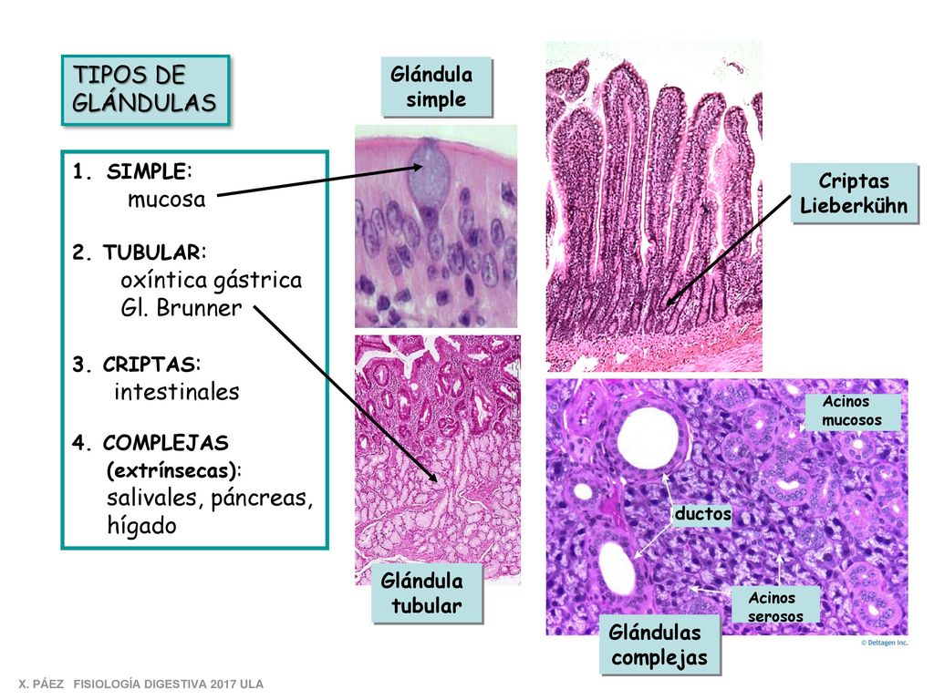 TIPOS DE GLÁNDULAS mucosa oxíntica gástrica Gl. Brunner intestinales