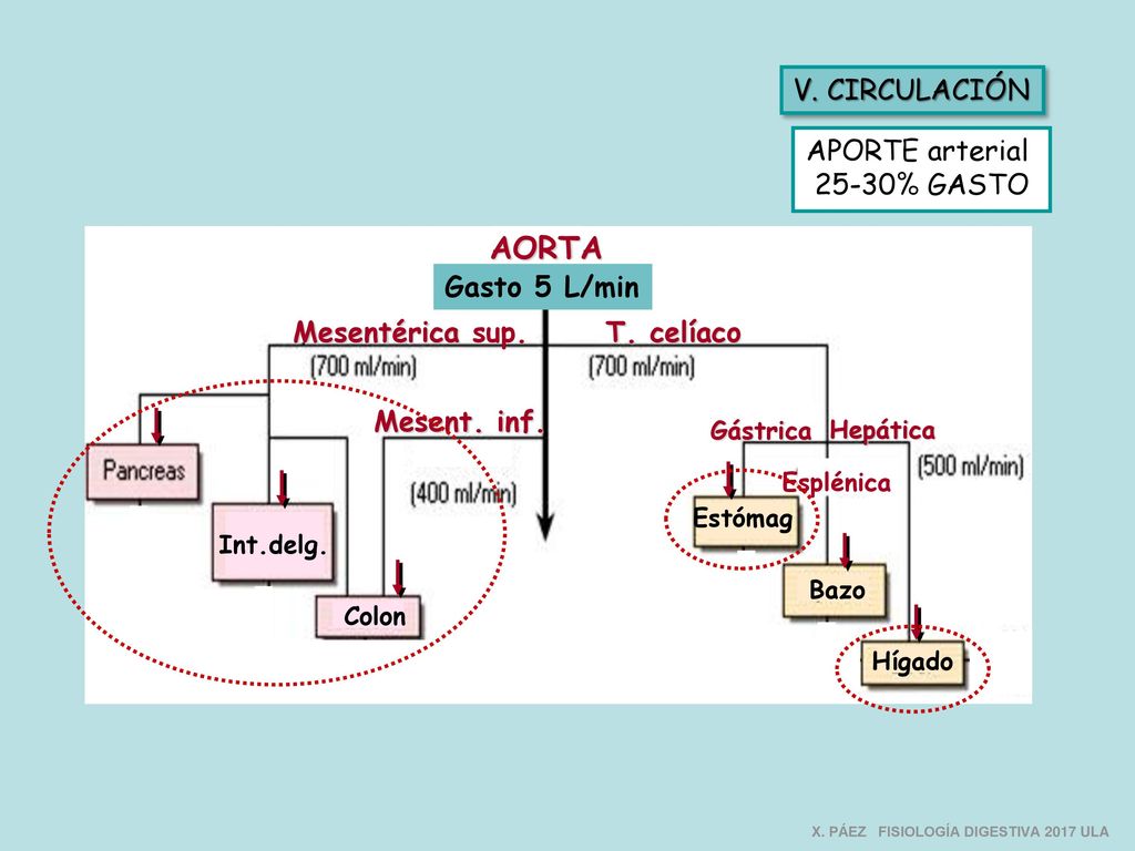 AORTA V. CIRCULACIÓN APORTE arterial 25-30% GASTO Gasto 5 L/min