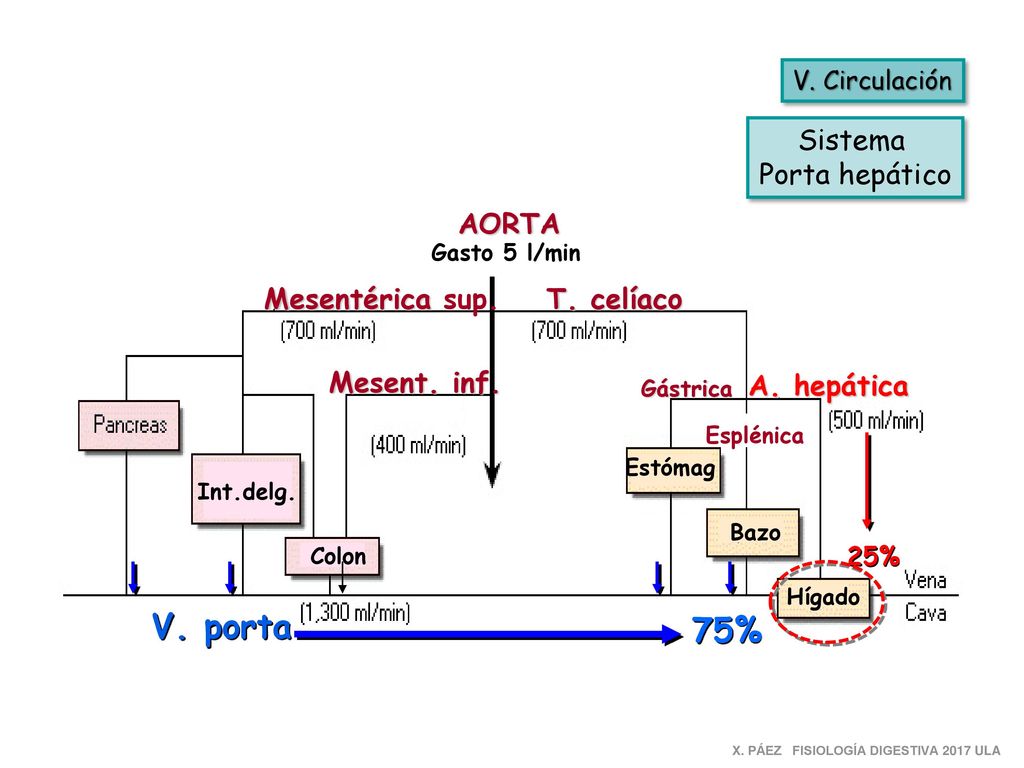 V. porta 75% Sistema Porta hepático AORTA Mesentérica sup. T. celíaco
