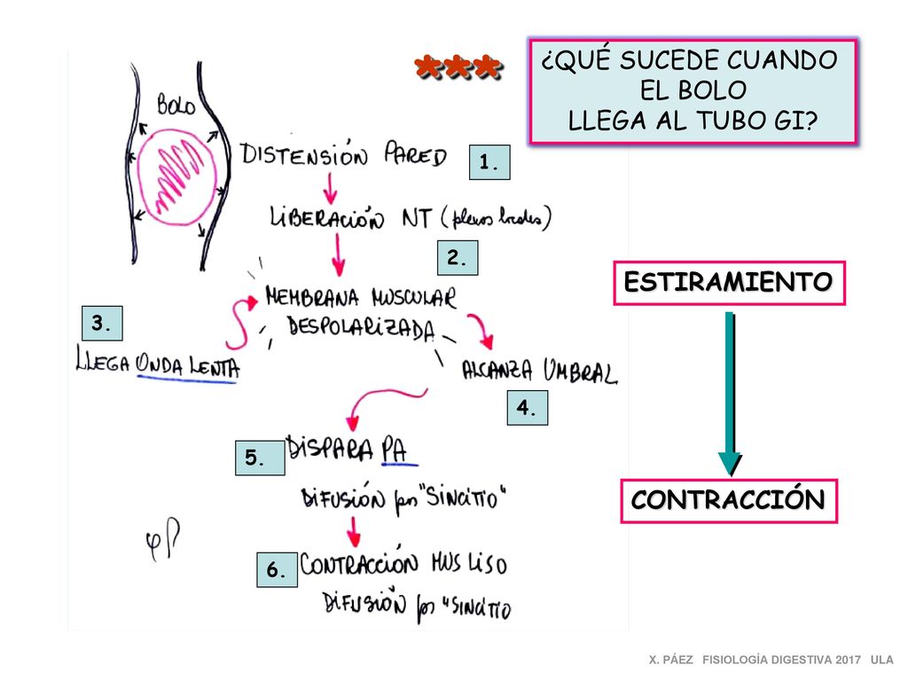 *** ¿QUÉ SUCEDE CUANDO EL BOLO LLEGA AL TUBO GI ESTIRAMIENTO