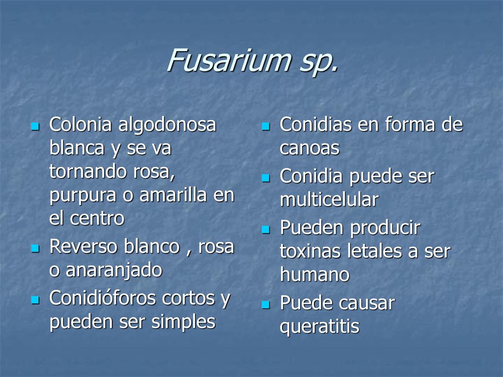 Fusarium sp. Colonia algodonosa blanca y se va tornando rosa, purpura o amarilla en el centro. Reverso blanco , rosa o anaranjado.