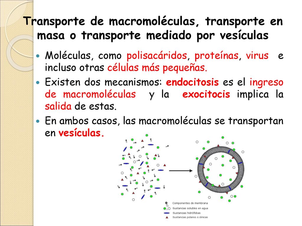 Transporte de macromoléculas, transporte en masa o transporte mediado por vesículas