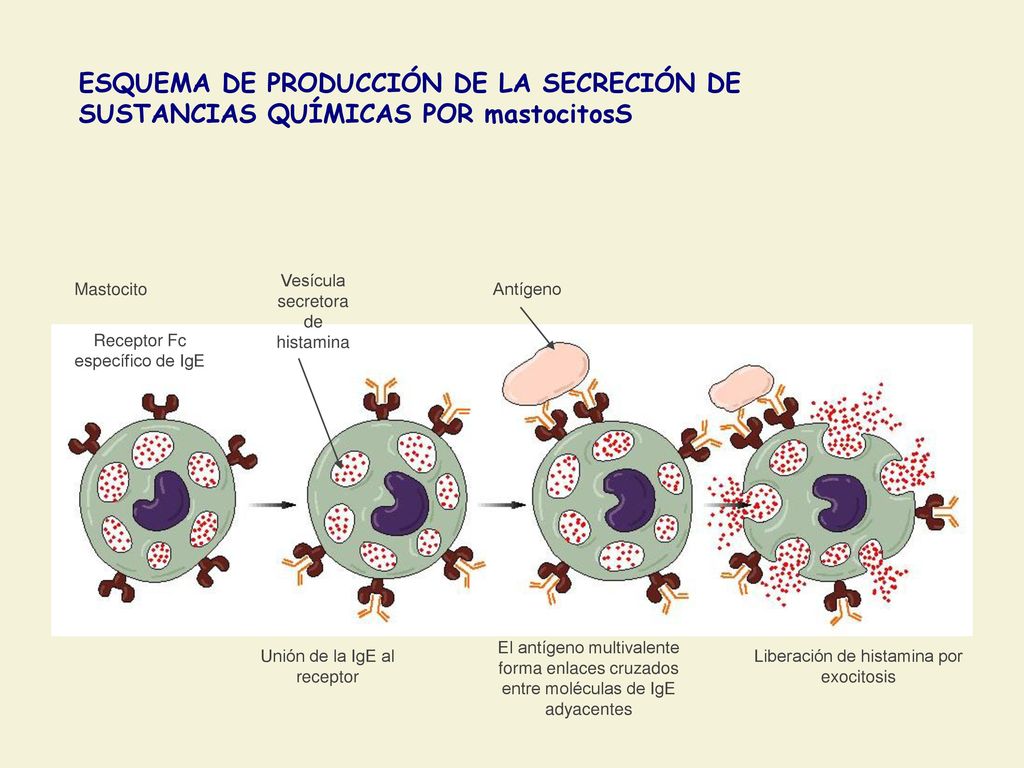 ESQUEMA DE PRODUCCIÓN DE LA SECRECIÓN DE SUSTANCIAS QUÍMICAS POR mastocitosS