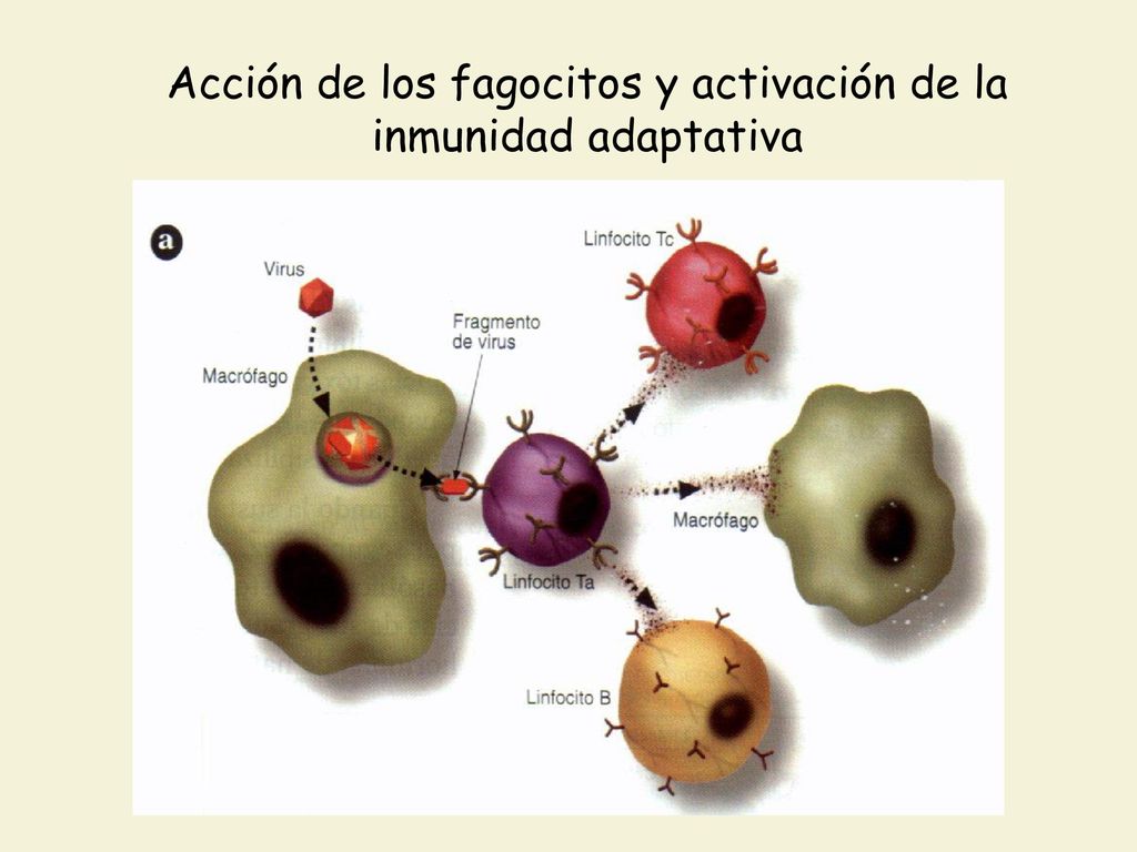 Acción de los fagocitos y activación de la inmunidad adaptativa