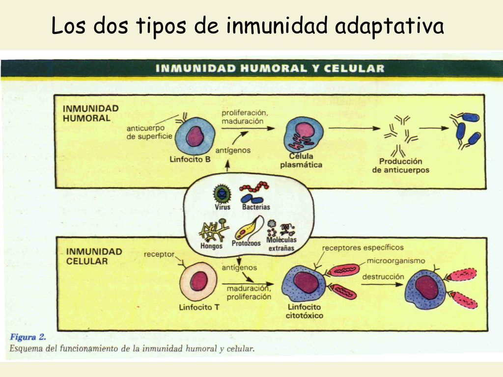 Los dos tipos de inmunidad adaptativa