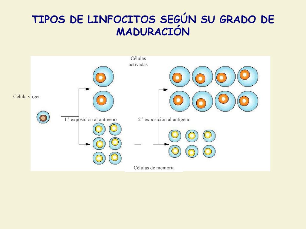TIPOS DE LINFOCITOS SEGÚN SU GRADO DE MADURACIÓN