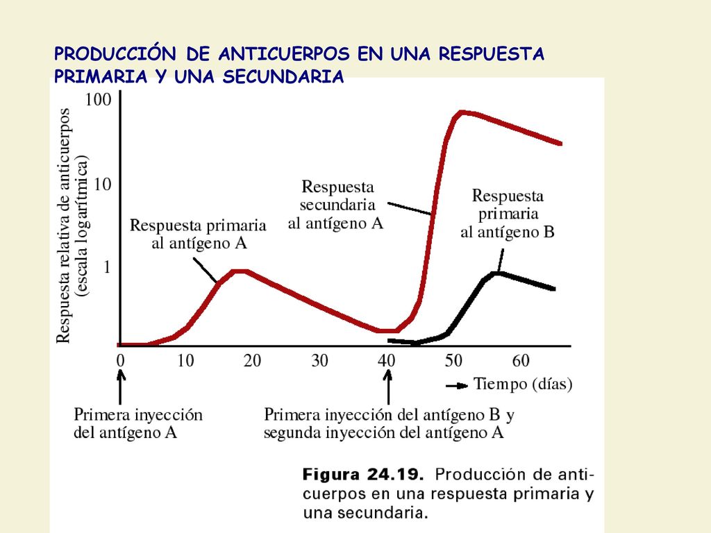 PRODUCCIÓN DE ANTICUERPOS EN UNA RESPUESTA PRIMARIA Y UNA SECUNDARIA