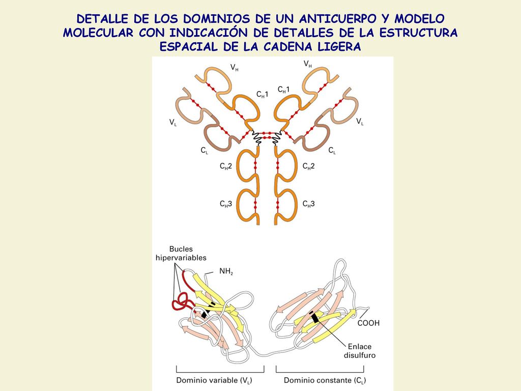 DETALLE DE LOS DOMINIOS DE UN ANTICUERPO Y MODELO MOLECULAR CON INDICACIÓN DE DETALLES DE LA ESTRUCTURA ESPACIAL DE LA CADENA LIGERA