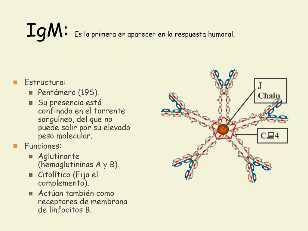 IgM: Es la primera en aparecer en la respuesta humoral.
