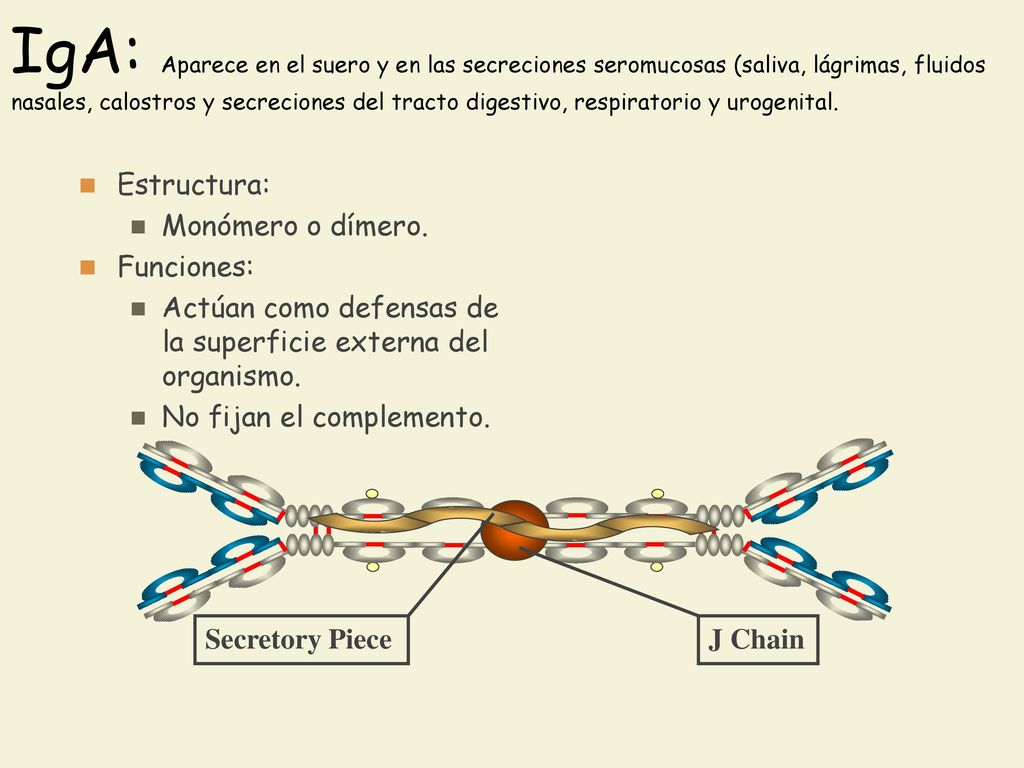 IgA: Aparece en el suero y en las secreciones seromucosas (saliva, lágrimas, fluidos nasales, calostros y secreciones del tracto digestivo, respiratorio y urogenital.