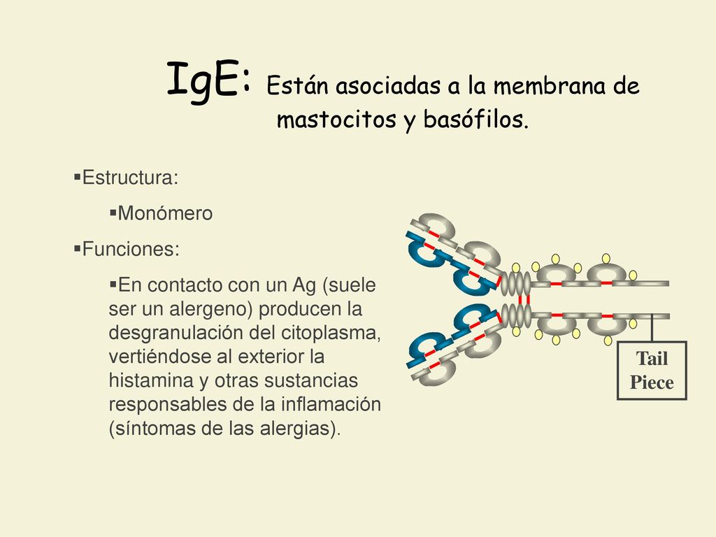 IgE: Están asociadas a la membrana de mastocitos y basófilos.