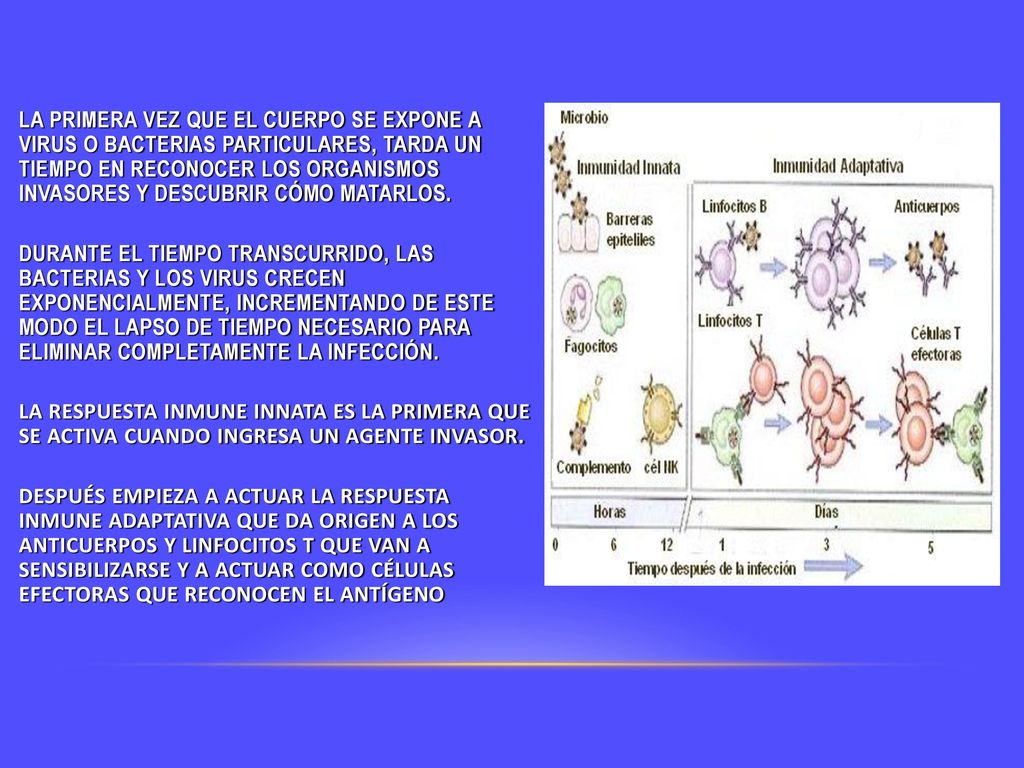 LA PRIMERA VEZ QUE EL CUERPO SE EXPONE A VIRUS O BACTERIAS PARTICULARES, TARDA UN TIEMPO EN RECONOCER LOS ORGANISMOS INVASORES Y DESCUBRIR CÓMO MATARLOS.