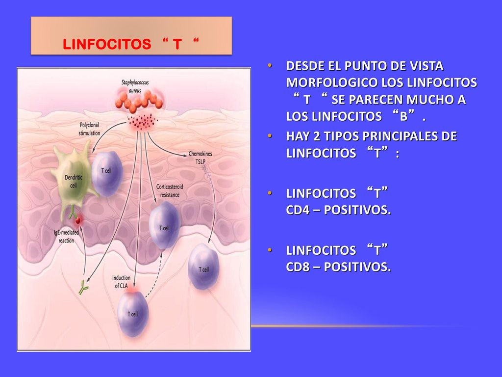 LINFOCITOS T DESDE EL PUNTO DE VISTA MORFOLOGICO LOS LINFOCITOS T SE PARECEN MUCHO A LOS LINFOCITOS B .