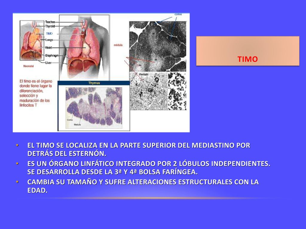 TIMO EL TIMO SE LOCALIZA EN LA PARTE SUPERIOR DEL MEDIASTINO POR DETRÁS DEL ESTERNÓN.
