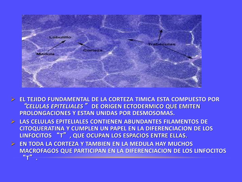 EL TEJIDO FUNDAMENTAL DE LA CORTEZA TIMICA ESTA COMPUESTO POR CELULAS EPITELIALES DE ORIGEN ECTODERMICO QUE EMITEN PROLONGACIONES Y ESTAN UNIDAS POR DESMOSOMAS.