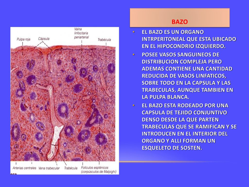 BAZO EL BAZO ES UN ORGANO INTRPERITONEAL QUE ESTA UBICADO EN EL HIPOCONDRIO IZQUIERDO.