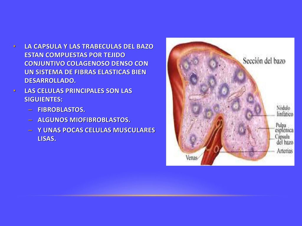 LA CAPSULA Y LAS TRABECULAS DEL BAZO ESTAN COMPUESTAS POR TEJIDO CONJUNTIVO COLAGENOSO DENSO CON UN SISTEMA DE FIBRAS ELASTICAS BIEN DESARROLLADO.