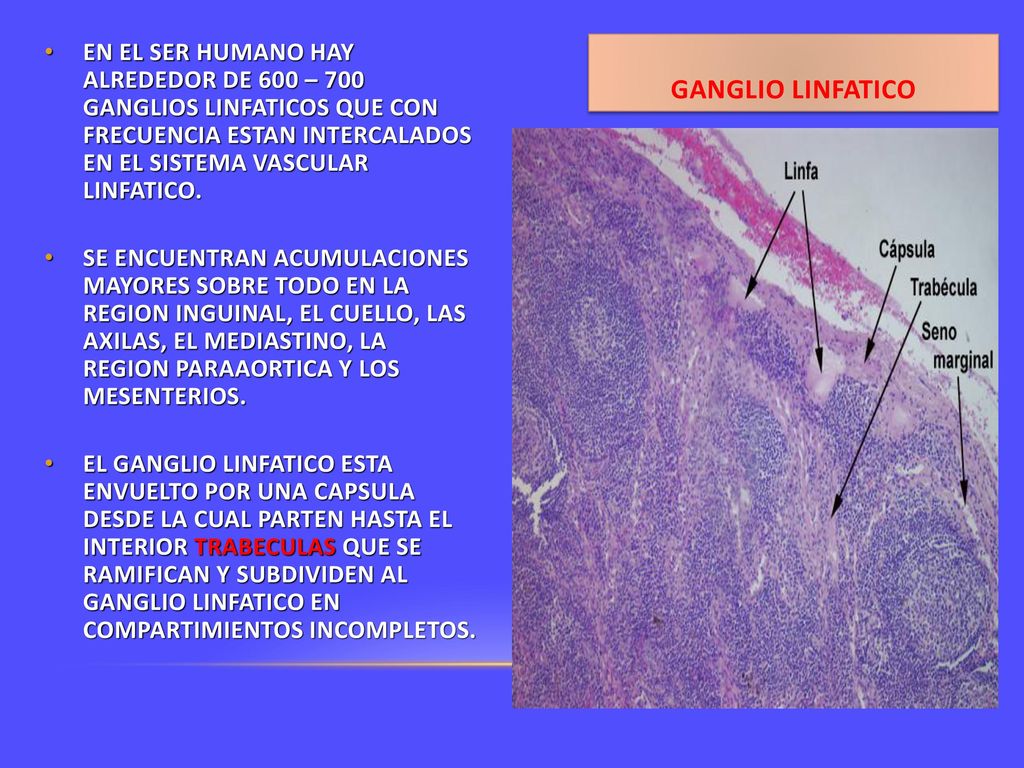 EN EL SER HUMANO HAY ALREDEDOR DE 600 – 700 GANGLIOS LINFATICOS QUE CON FRECUENCIA ESTAN INTERCALADOS EN EL SISTEMA VASCULAR LINFATICO.