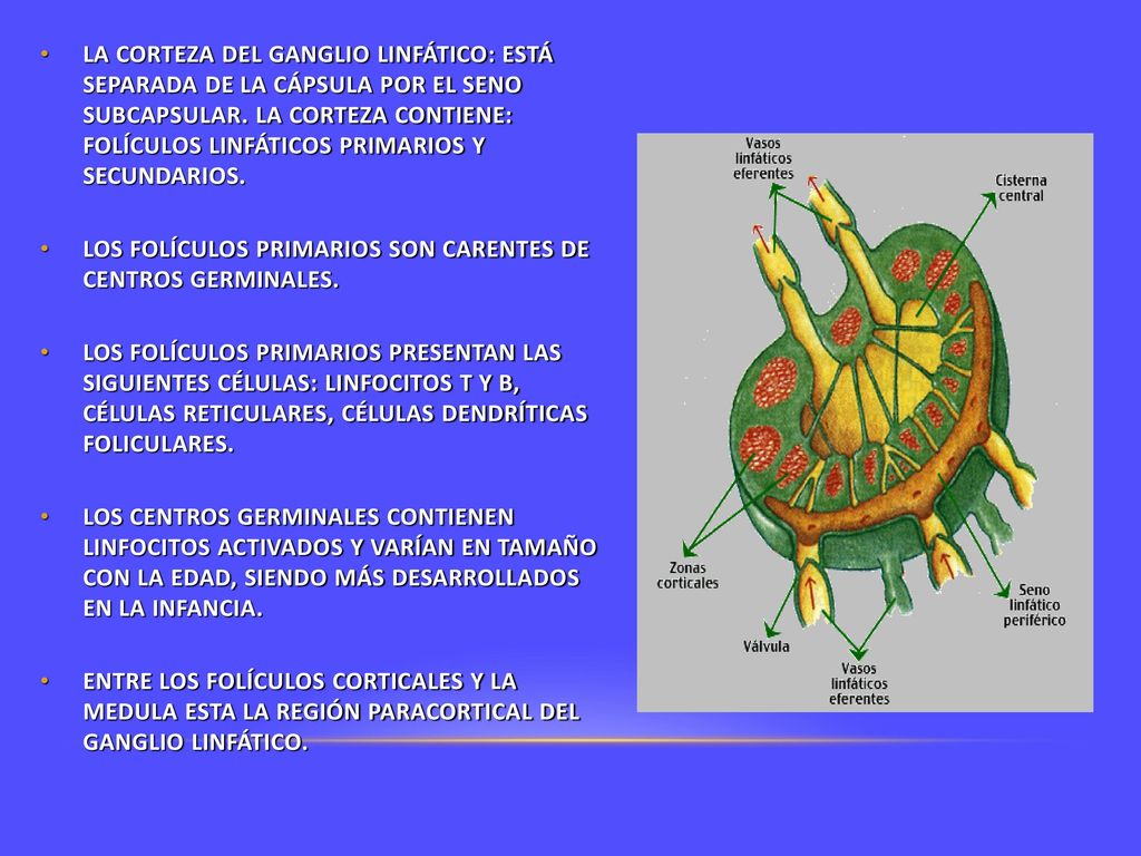 LA CORTEZA DEL GANGLIO LINFÁTICO: ESTÁ SEPARADA DE LA CÁPSULA POR EL SENO SUBCAPSULAR. LA CORTEZA CONTIENE: FOLÍCULOS LINFÁTICOS PRIMARIOS Y SECUNDARIOS.