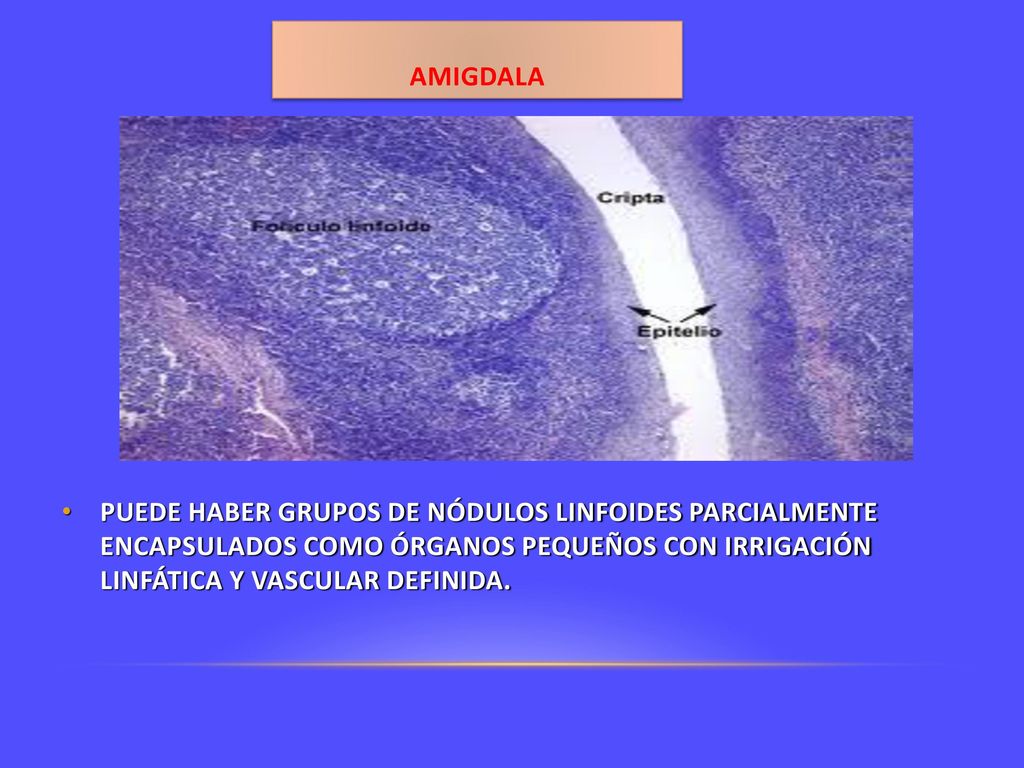 AMIGDALA PUEDE HABER GRUPOS DE NÓDULOS LINFOIDES PARCIALMENTE ENCAPSULADOS COMO ÓRGANOS PEQUEÑOS CON IRRIGACIÓN LINFÁTICA Y VASCULAR DEFINIDA.