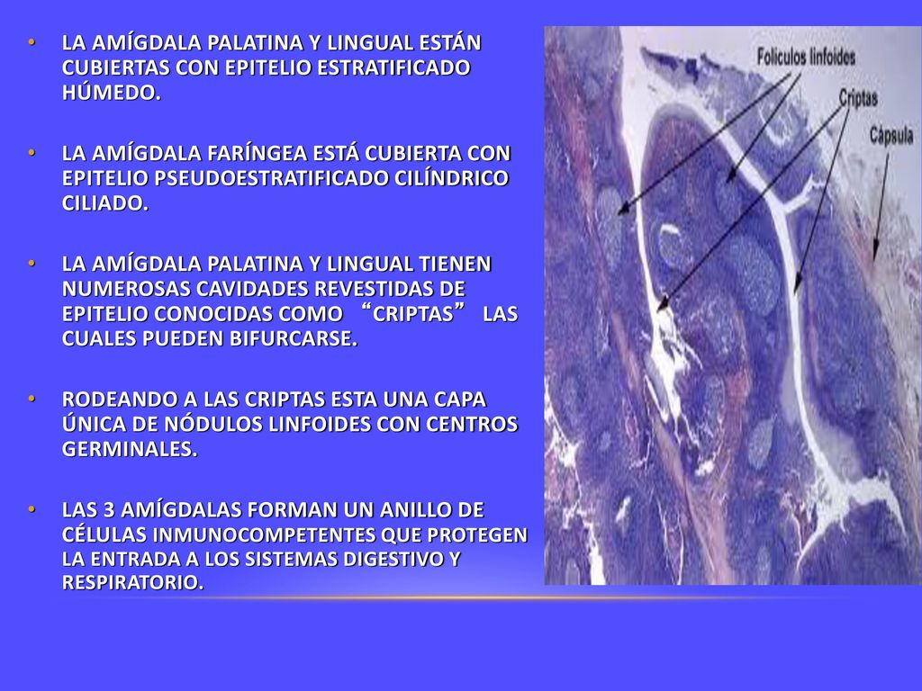 LA AMÍGDALA PALATINA Y LINGUAL ESTÁN CUBIERTAS CON EPITELIO ESTRATIFICADO HÚMEDO.