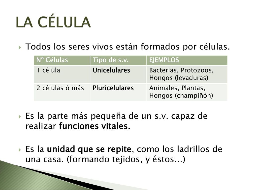 LA CÉLULA Todos los seres vivos están formados por células.