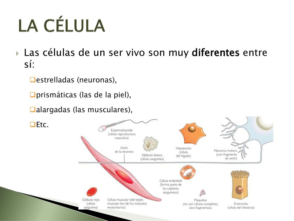 LA CÉLULA Las células de un ser vivo son muy diferentes entre sí:
