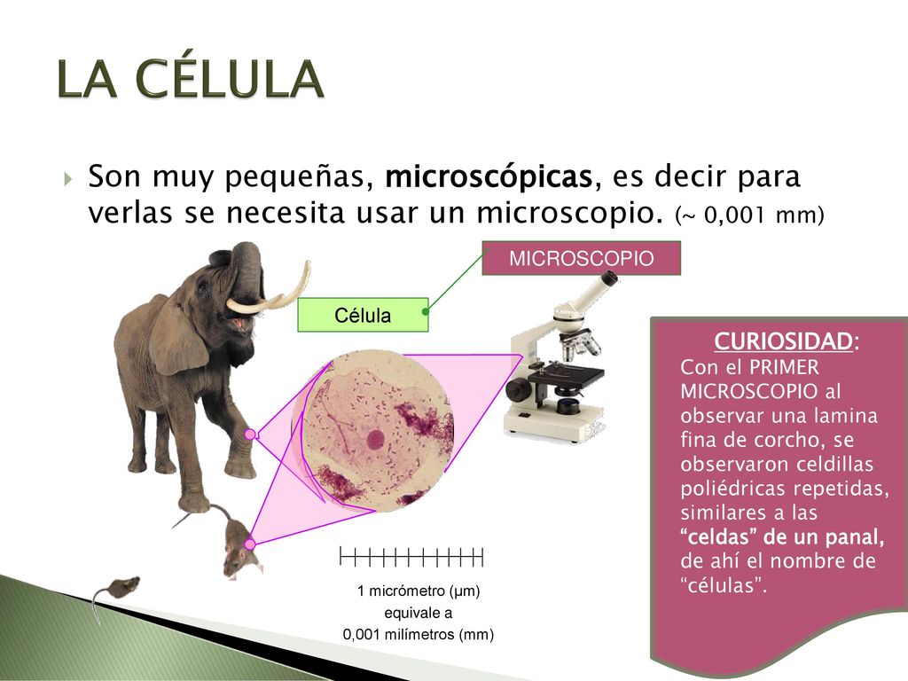 LA CÉLULA Son muy pequeñas, microscópicas, es decir para verlas se necesita usar un microscopio. (~ 0,001 mm)