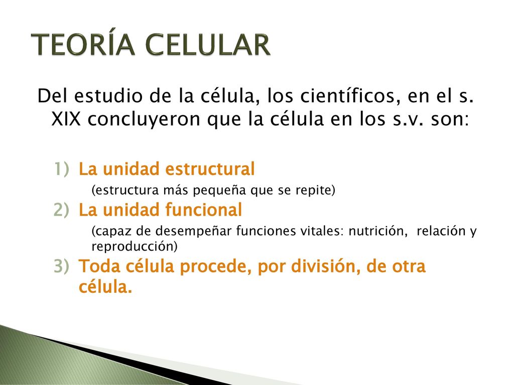 TEORÍA CELULAR Del estudio de la célula, los científicos, en el s. XIX concluyeron que la célula en los s.v. son: