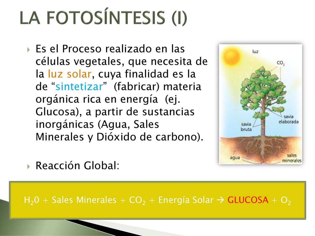 H20 + Sales Minerales + CO2 + Energía Solar  GLUCOSA + O2