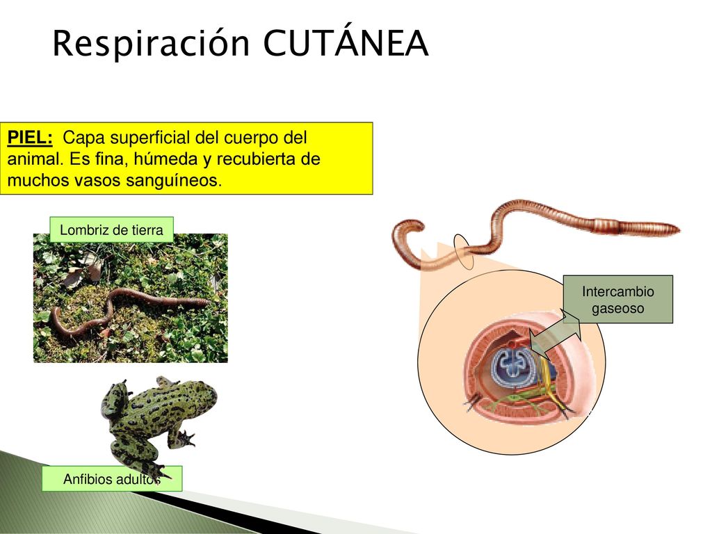 Respiración CUTÁNEA PIEL: Capa superficial del cuerpo del animal. Es fina, húmeda y recubierta de muchos vasos sanguíneos.