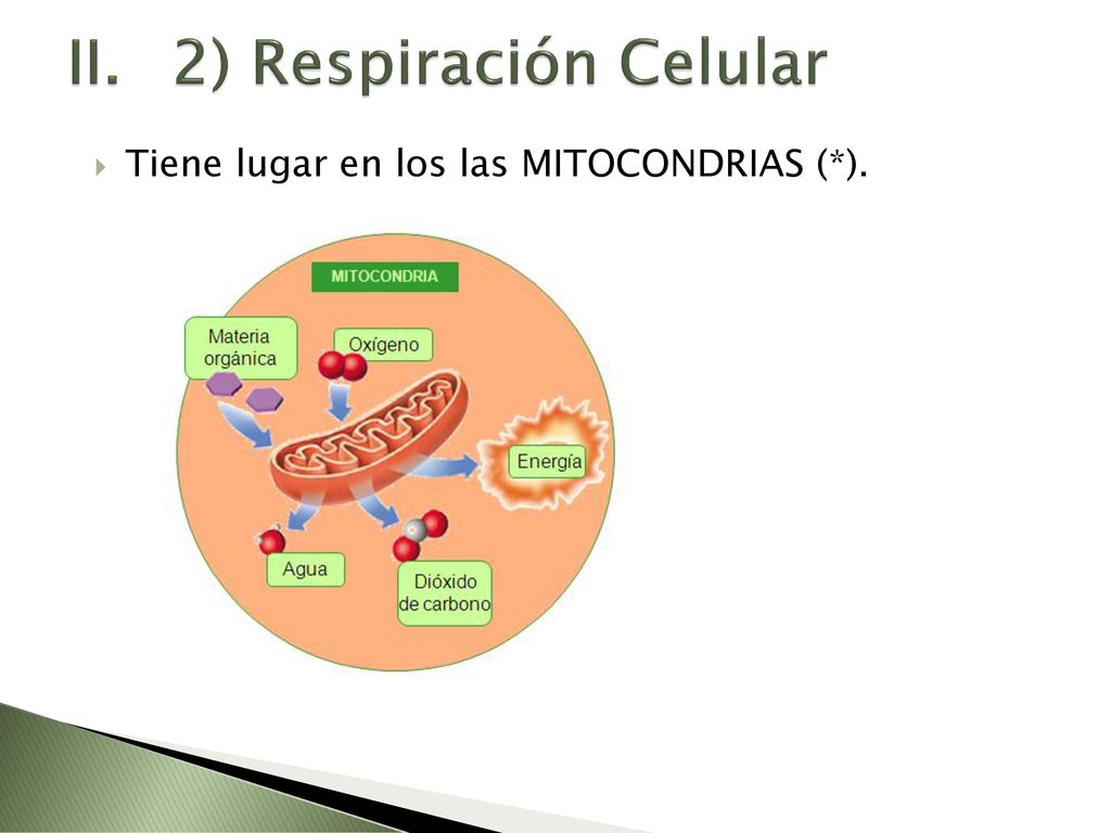2) Respiración Celular Tiene lugar en los las MITOCONDRIAS (*).