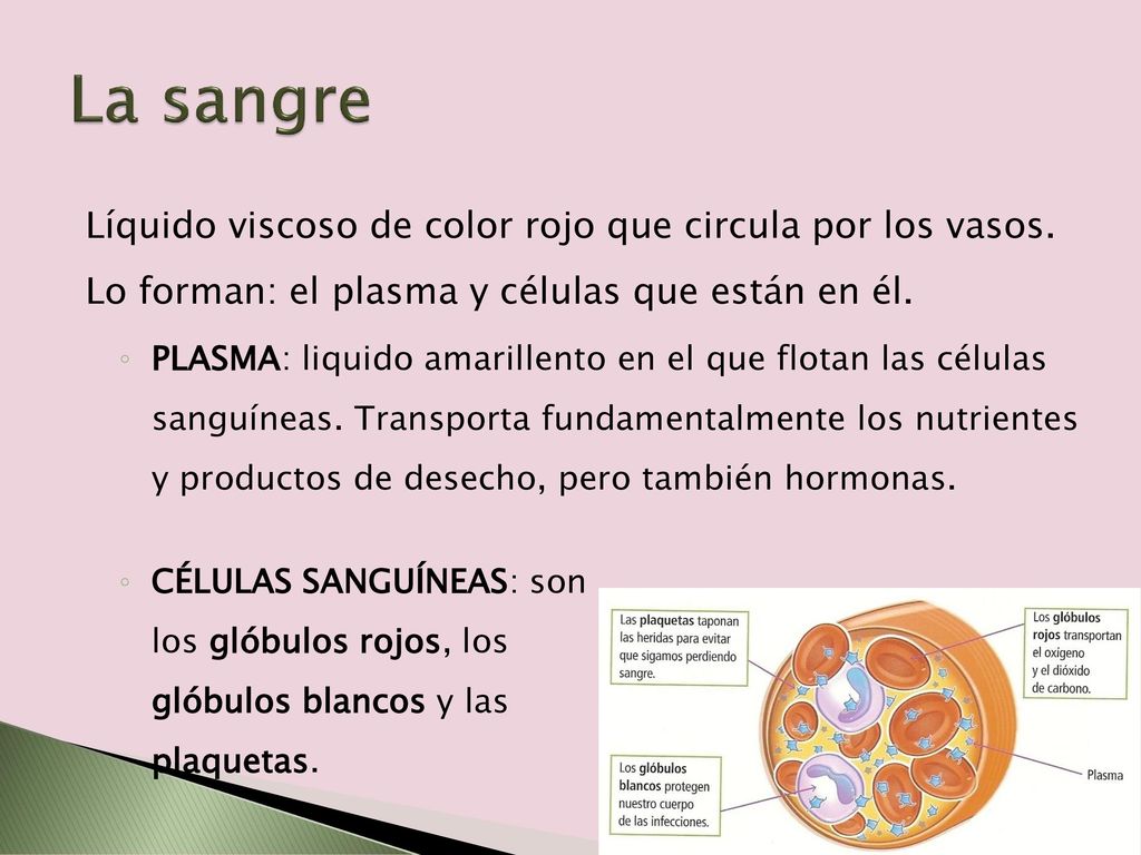 La sangre Líquido viscoso de color rojo que circula por los vasos. Lo forman: el plasma y células que están en él.