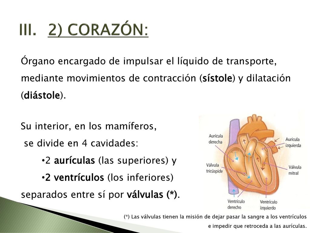 2) CORAZÓN: Órgano encargado de impulsar el líquido de transporte, mediante movimientos de contracción (sístole) y dilatación (diástole).
