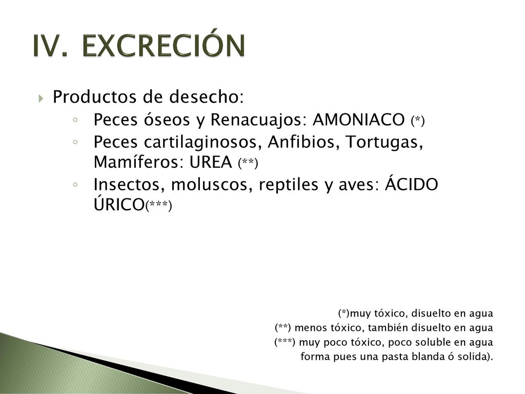 EXCRECIÓN Productos de desecho: Peces óseos y Renacuajos: AMONIACO (*)
