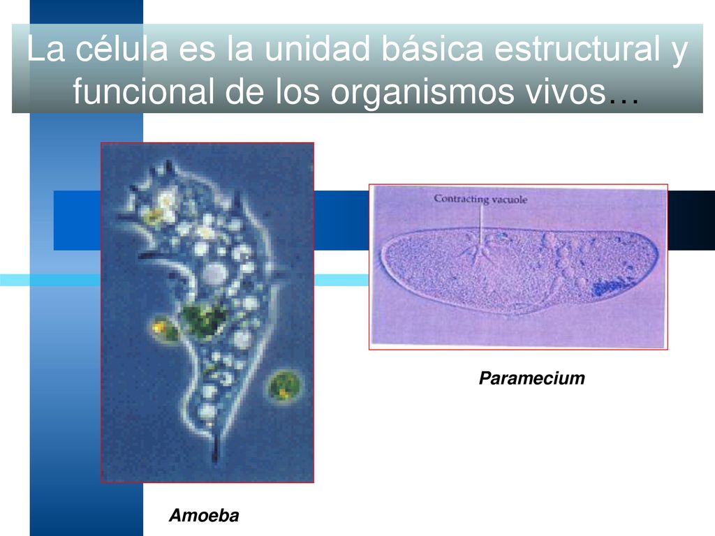 La célula es la unidad básica estructural y funcional de los organismos vivos…