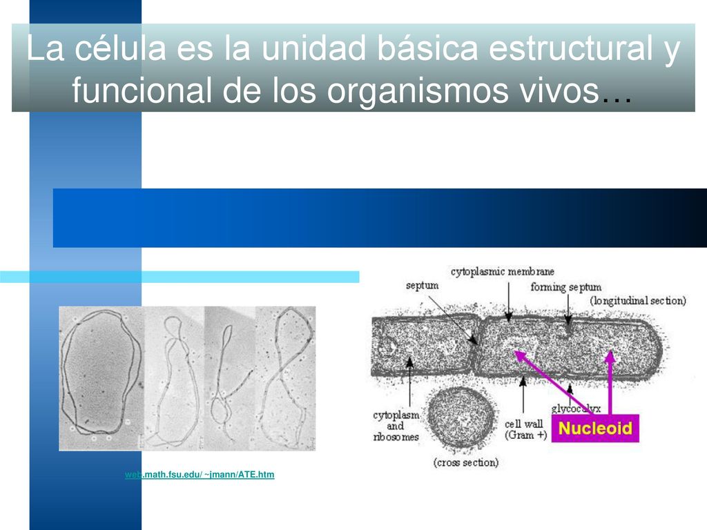 La célula es la unidad básica estructural y funcional de los organismos vivos…
