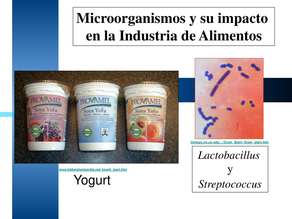 Microorganismos y su impacto en la Industria de Alimentos